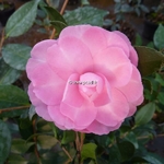 Camellia sasanqua Fanny