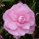 Camellia sasanqua Fanny (4)