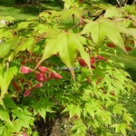 Acer palmatum Osakazuki (2)