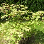 Acer palmatum Osakazuki (1)