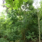 Acer laevigatum (2)