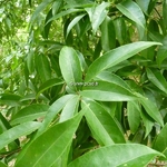 Acer laevigatum (3)