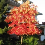 Oxydendrum arboreum (2)