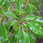 Trochodendron araliodes