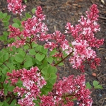 Syringa Tinkerbelle (1)