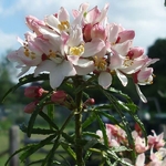 Choisya Apple Blossom (1)