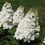Hydrangea quercifolia Queen of Hearts