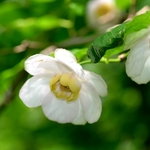 Calycanthus sinensis