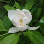 Magnolia virginiana