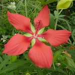 Hibiscus coccineus (5)