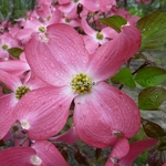 Cornus florida Cherokee Chief (13)