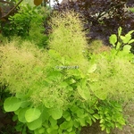 Cotinus coggygria Aurea (6)