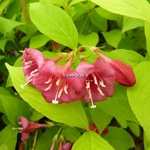 Weigela florida Aurea (1)