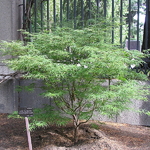 Acer palmatum Scolopendrifolium