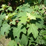 Hydrangea quercifolia Alice