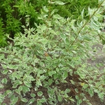 Cornus alba Elegantissima (2)