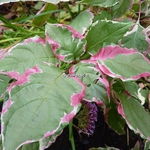 Cornus alternifolia Pinky Spot (4)