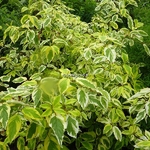 Cornus sericea Hedgerows Gold