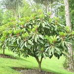 Daphniphyllum macropodum (2)