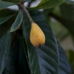 Eriobotrya japonica (2)