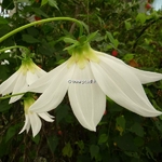 Dahlia imperialis Alba (5)