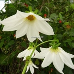 Dahlia imperialis Alba (6)