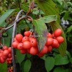 Viburnum setigerum (2)
