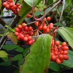 Viburnum setigerum (1)