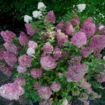 Hydrangea paniculata Sundae Fraise