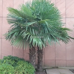 Trachycarpus fortunei