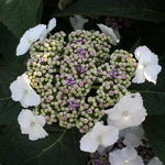Hydrangea serrata Tokyo Delight