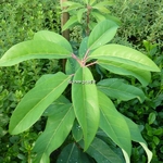 Daphniphyllum macropodum (3)
