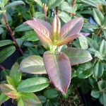 Rhododendron augustinii Carolles