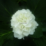 Hydrangea macrophylla Jumbo