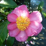 Camellia sasanqua Evangeline (2)