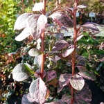 Berberis thunbergii Harlequin