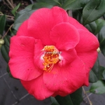 Camellia Adolphe Audusson (1)