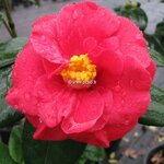 Camellia Adolphe Audusson (2)