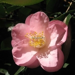 Camellia japonica Berenice Boddy