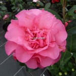 Camellia williamsii Debbie (2)