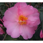 Camellia williamsii Mary Phoebe Taylor (4)