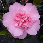 Camellia williamsii Mary Phoebe Taylor (7)