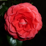 Camellia x Black Lace (3)