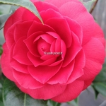 Camellia x Black Lace (4)
