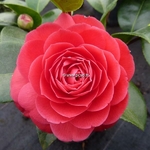 Camellia x Black Lace (5)