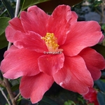 Camellia x Freedom Bell (2)