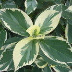 Hydrangea macrophylla Tricolor (5)