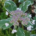 Hydrangea macrophylla Tricolor