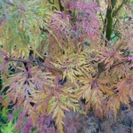 Acer palmatum Seiryu (2)