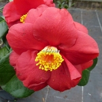 Camellia japonica San Dimas (6)